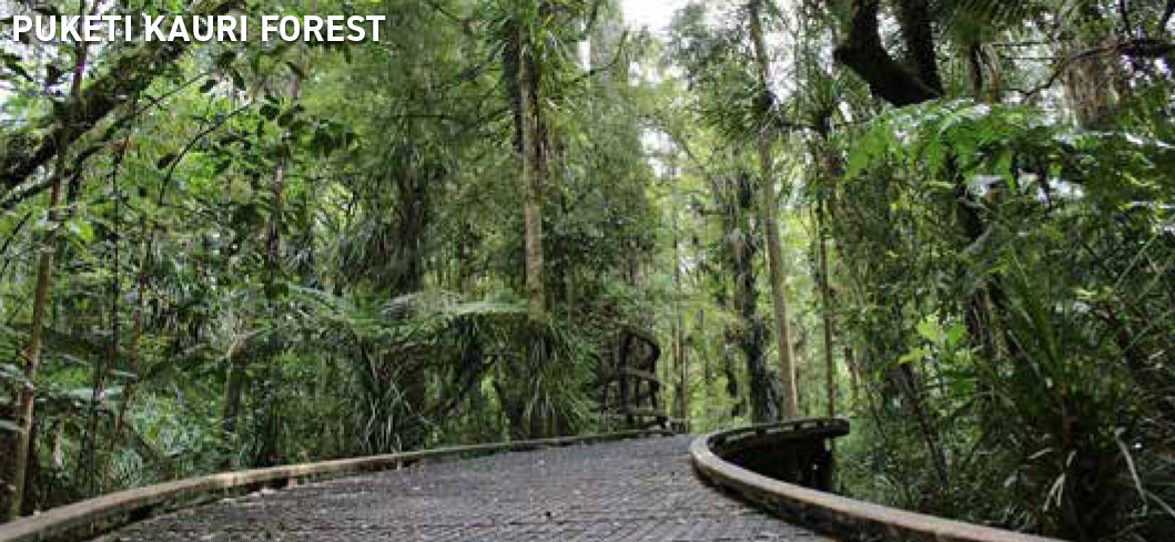 Puketi Kauri Forest